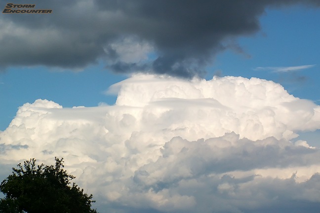 Pileus