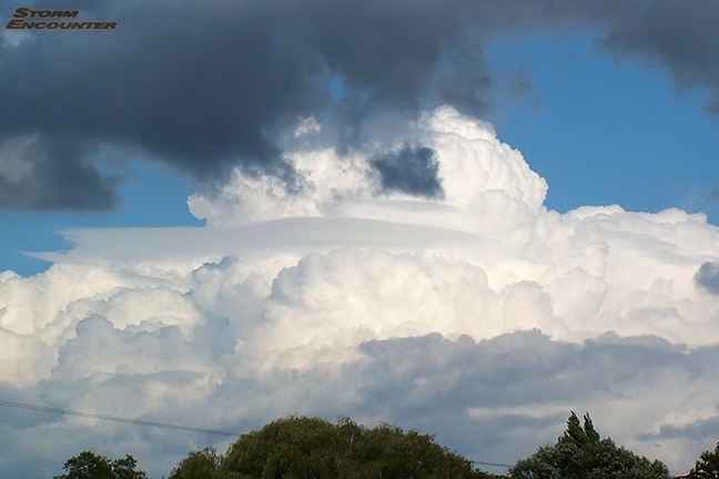 Pileus