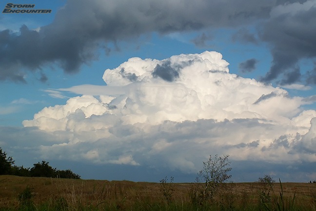 Pileus