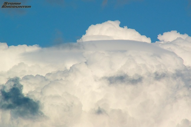 Pileus