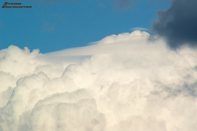 Pileus