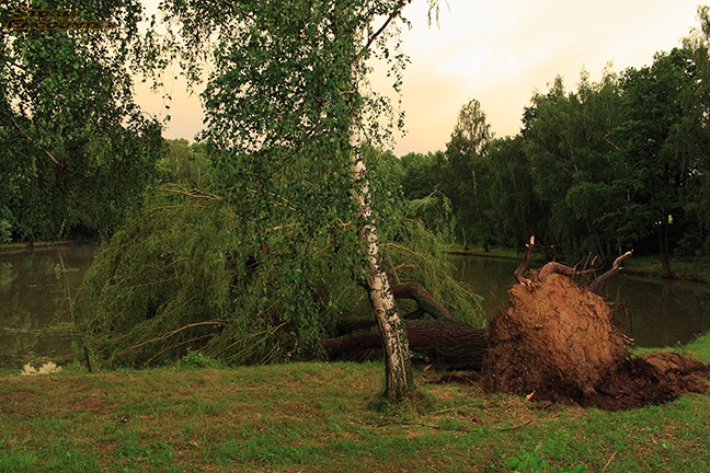 Vyvrcen strom